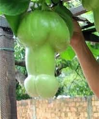 Green Penis Melon Vegetable Seeds for Planting, heirloom & Non-GMO Seeds