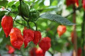 ROSEMERC Red hot chilli Vegetable Seeds for Planting heirloom & Non-GMO Seeds