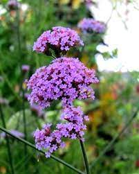 Lavender Vervain Flower Seeds for Planting - 100 pcs