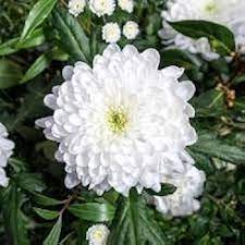 White Chrysanthemum Flower Seeds for Planting, 100 pcs