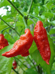 Bhut Jolokia Vegetable Seeds for Planting, heirloom & Non-GMO Seeds