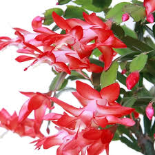 Red Schlumbergera Flower Seeds for Planting – Heirloom Non-GMO Christmas Cactus Seeds