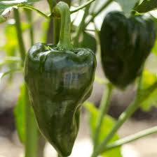 Green Poblano Vegetable Seeds for Planting heirloom & Non-GMO Seeds