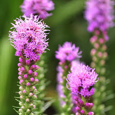 Liatris Spicata Flower Seeds for Planting – Heirloom Non-GMO Organic Garden Blooms
