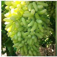 Moon Drop Green Seedless Grapes Fruit Seeds for Planting – Super Sweet Green Grapes, Unique Flavor