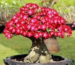 Red Rose Bonsai Flower Seeds for Planting, Fresh and Vibrant, 100 pcs