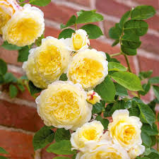 Yellow Climbing Rose Plant Seeds for Planting Non-GMO Heirloom Garden Seeds for Growing
