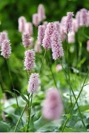 Pink Polygonum Bistorta Plant Seeds for Planting - 100 pcs