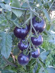 Heirloom Non-GMO Navy Blue Tomato Seeds for Home Garden Planting