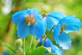 Heirloom Meconopsis Betonicifolia Himalayan Blue Poppy  Flower Seeds for Planting - Non-GMO garden seeds