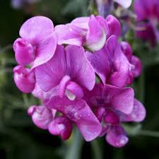 Violet Lathyrus Odoratus Seeds for Planting – Organic Heirloom Non-GMO Sweet Pea Seeds