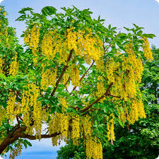 Golden Chain Tree (Laburnum anagyroides) Flowering Garden Seeds - Ornamental Yellow Hanging Blooms Tree Seeds for Home Garden