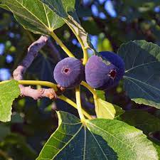 Purple Figs Fruit Seeds for Growing and Planting - Heirloom Seeds for Home Garden, GMO Free Fig Seeds