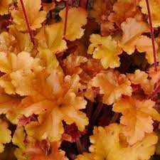 Orange Heuchera Seeds for Planting - Heirloom, NON-GMO Perennial Seeds for Garden Landscaping & Borders