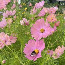 Cosmos Apricotta Flower Seeds for Planting – Heirloom, Non-GMO, High Germination Soft Peach-Pink Blooms