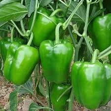 Green Capsicum Bell Peppers Vegetable Seeds for Planting