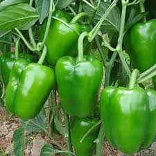 Green Capsicum Bell Peppers Vegetable Seeds for Planting-Heirloom & Non-GMO Seeds for planting