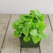 Green Lemon Mint Plant Seeds for Refreshing Herb Gardens and Tea