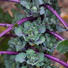 Purple Kalettes Vegetable Seeds for Planting heirloom & Non-GMO Seeds