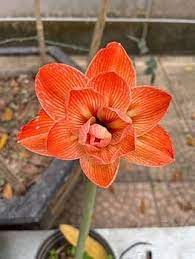 Orange Amaryllis Blomsterfrø til udplantning - 100 stk