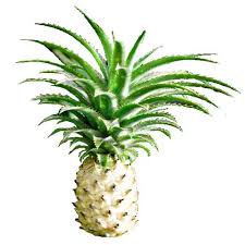 White Flesh Pineapple Fruit Seeds for Planting - Sweet Tropical Pineapple for Your Garden