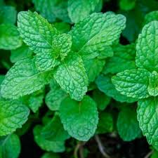 Green Mint Plant Seeds for Planting-Aromatic and Edible Gardens