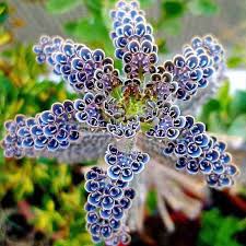 Blue Kalanchoe Plant Seeds for Planting, 100 pcs