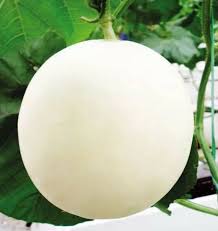 White Muskmelon Fruit Seeds for Planting – Sweet and Refreshing Muskmelon for your Home Garden, Heirloom Seeds