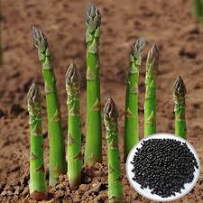 Green Setose Asparagus Plant Seeds for Planting heirloom & Non-GMO Seeds