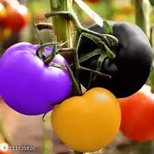 Rainbow Tomato Seeds for Planting - Assorted Colors - heirloom & Non GMO Seeds