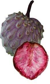 Soursop Fruit Seed for Planting - Pale Pink Color Variety, Heirloom and Tropical Fruit Seeds, GMO Free Seeds