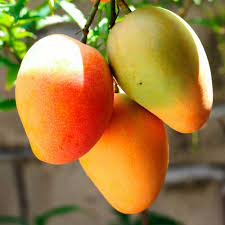 Mango Fruit Seeds for Growing Delicious and Juicy Mangoes  100 pcs