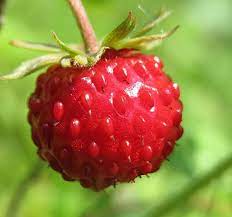 Fragaria vesca (Wild Strawberry, Woodland Strawberry, Alpine Strawberry, European Strawberry, Fraise des Bois) Fruit Seeds for Planting- Heirloom Seeds