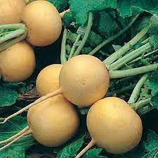 Golden Ball Turnip Vegetable Seeds for Planting - Heirloom Non-GMO Organic Garden Seeds High Germination
