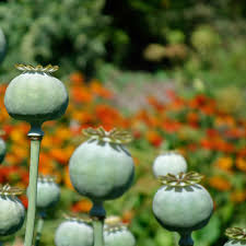 Giant Poppy Seeds (Papaver somniferum) – Giganteum Variety with Massive Seed Heads and Blooms, Heirloom, Non-GMO, High-Germination Organic Seeds