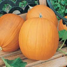 Pumpkin Almond Tom Fox Organic Vegetable Seeds for Planting