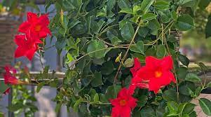 Red Mandevilla Sanderi Flower Seeds for Planting - Ideal for Home Garden, GMO Free Seeds