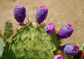 Lilla Prickly Pear Cactcus Plantefrø til dyrkning – 100 stk