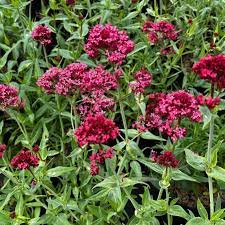 Red Valerian Centranthus Ruber Flower Seeds for Planting – Heirloom, Non-GMO, High Germination, Easy-to-Grow Pollinator Blooms