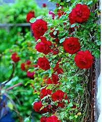 Red Climbing Roses Flower Seeds for Planting - 100 pcs