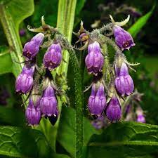 Lilla Symphytum blomsterfrø til plantning - 100 stk