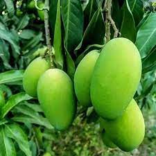 Green Mango Tree Seeds for Planting- Perfect for Growing Tropical Mango Trees, Heirloom Seeds