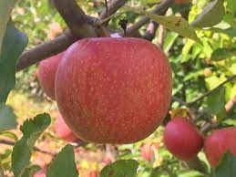 Esopus Spitzenburg Apple Fruit Seeds - Fresh, Crisp Green Apples to Grow in Your Backyard