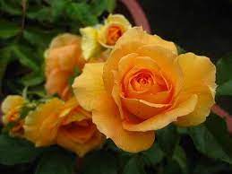 Dark Yellow Rose Flower Seeds for Planting – Heirloom Non-GMO High Germination Organic Garden Seeds