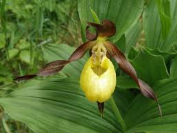 Cypripedium calceolus or Yellow Lady’s Slipper Flower Seeds for Planting - Heirloom & Non-GMO Garden Seeds