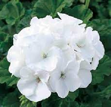 Heirloom Non-GMO White Geranium Flower Seeds for Planting – High Germination, Elegant Home Garden Blooms
