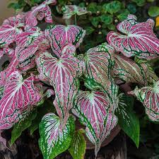 Purple Green Caladium Plant Seeds - Decorative Leaf Plant Seeds -Heirloom & Non-GMO Seeds for planting