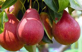 Red Bartlett Pears Fruit Seeds for Planting - Crisp, Sweet, and Juicy Pear Trees, Heirloom Seeds