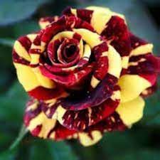 Marron Yellow Rose Plant Seeds – Heirloom Non-GMO High Germination Seeds for Planting