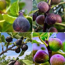 Mixed Fig Fruit Seeds for Planting - Varied and Sweet Fig Trees for Home Growing, GMO Free Seeds